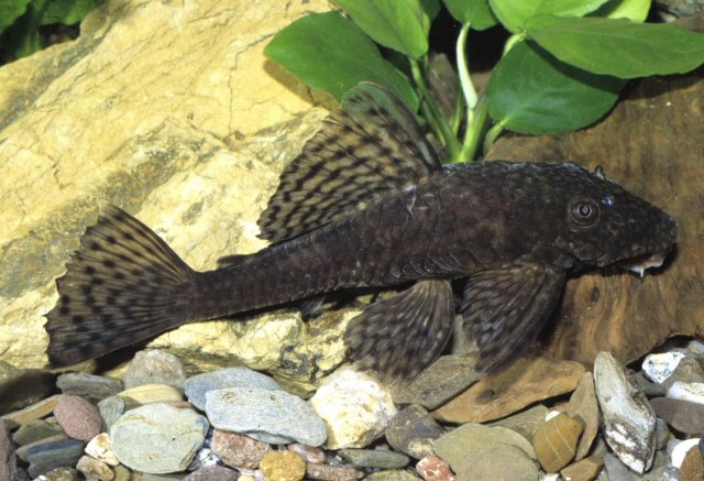 Ancistrus sp. `Upper Rio Negro`